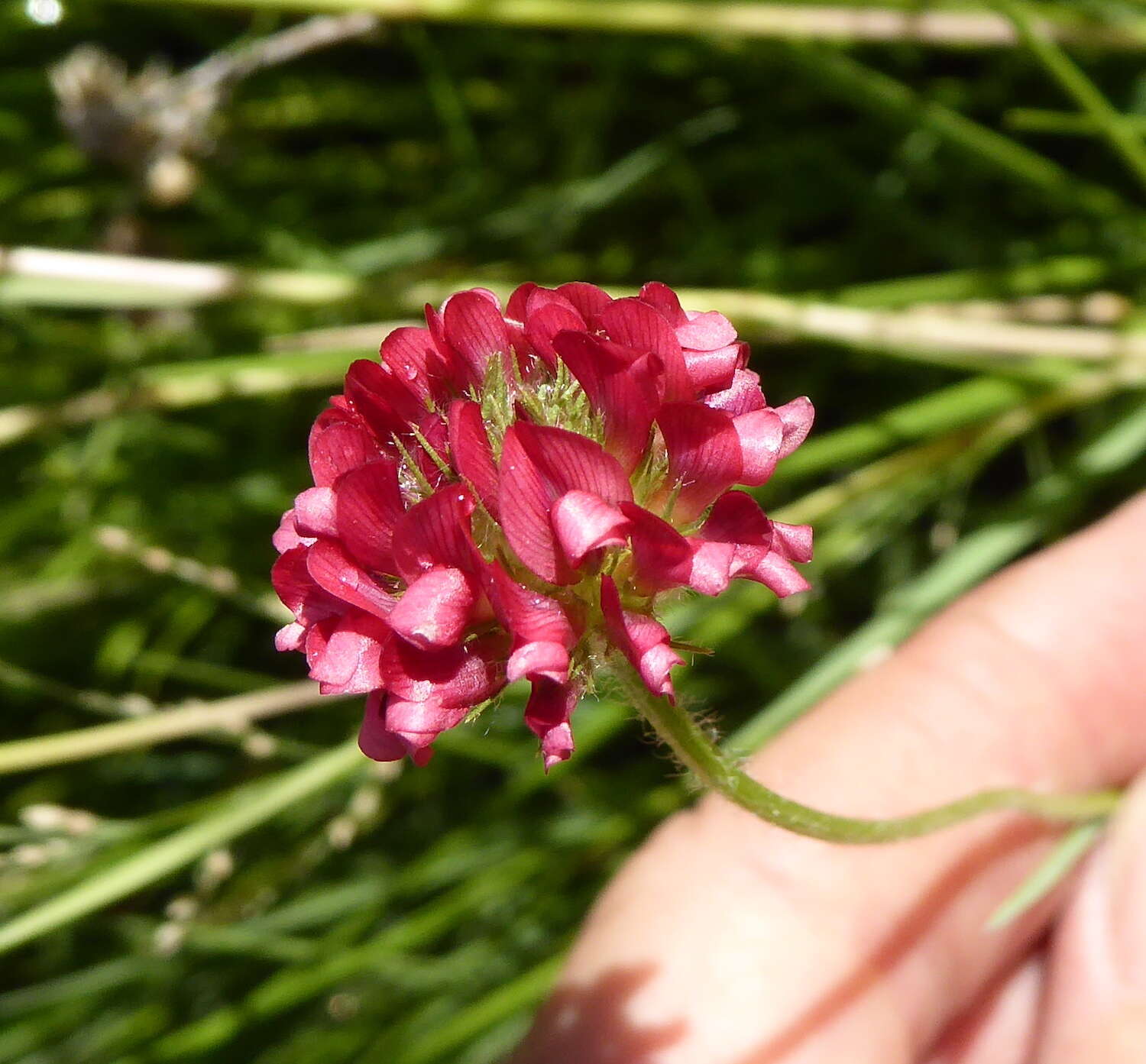 Image of African clover