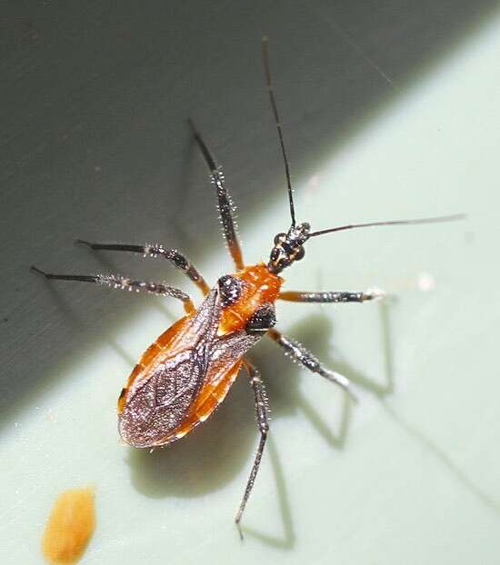 صورة Trachylestes Stål 1868