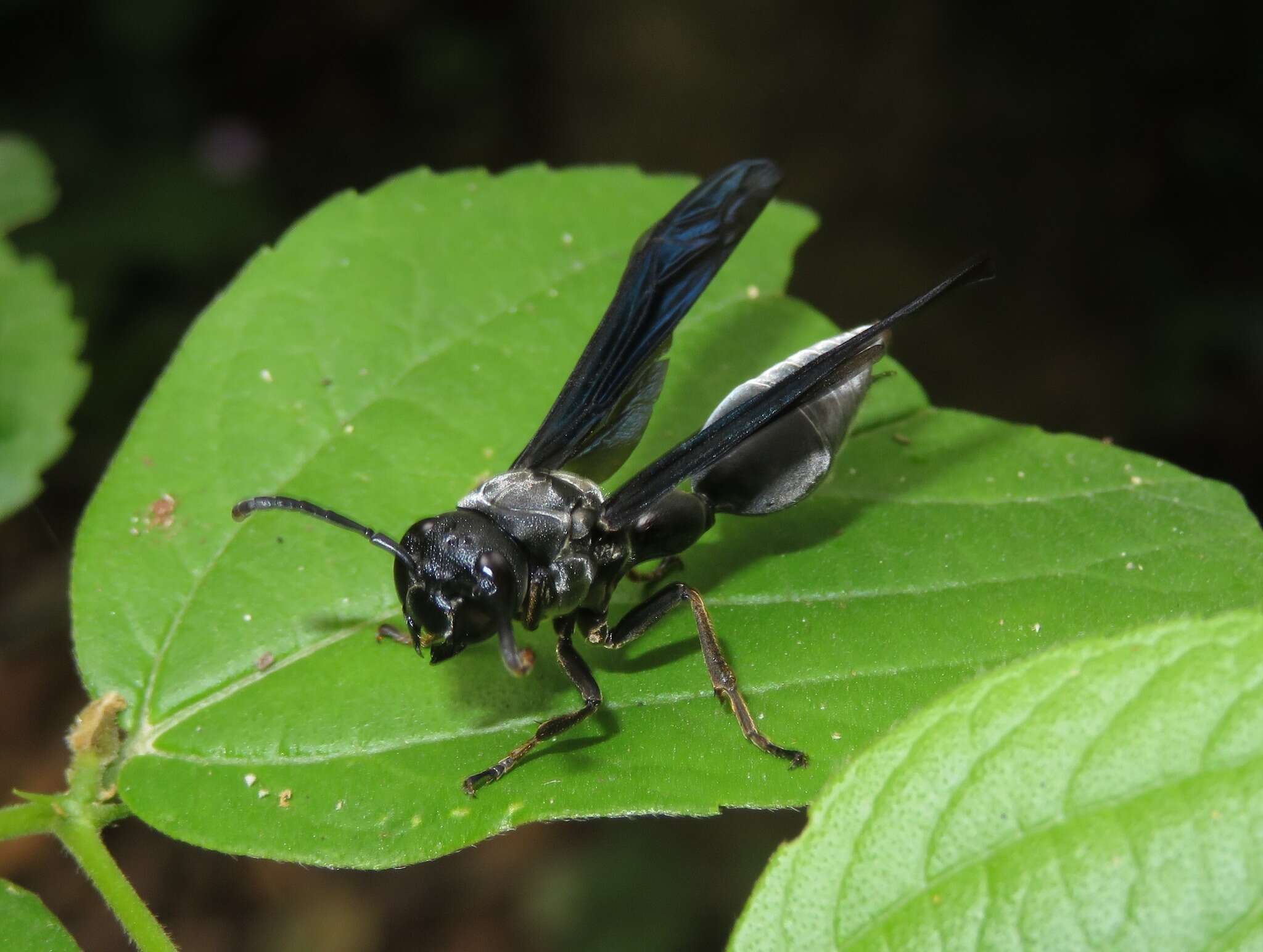 Zethus brasiliensis de Saussure的圖片