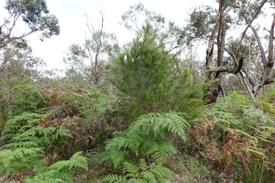 Image of Allocasuarina paradoxa (Macklin) L. A. S. Johnson