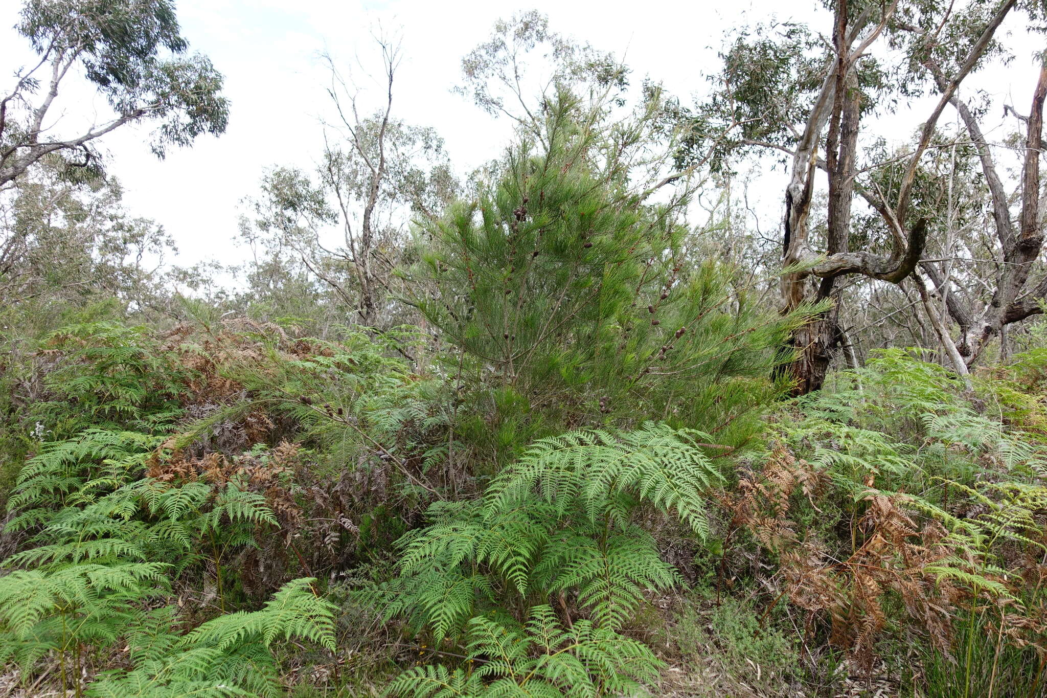 Image of Allocasuarina paradoxa (Macklin) L. A. S. Johnson