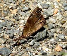 Image of Libytheana carinenta mexicana Michener 1943