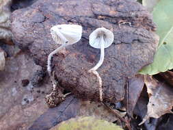 Image of Mycenella bryophila (Voglino) Singer 1951