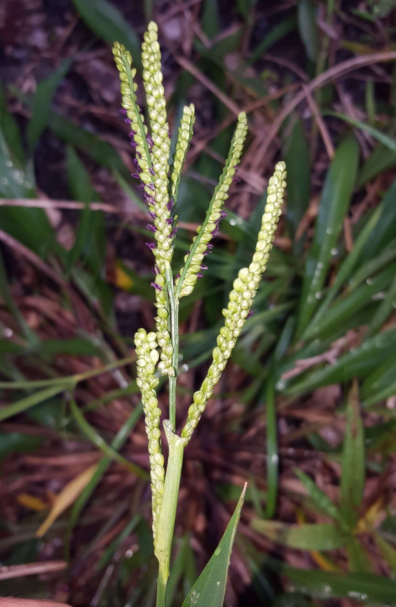 Imagem de Paspalum mandiocanum Trin.