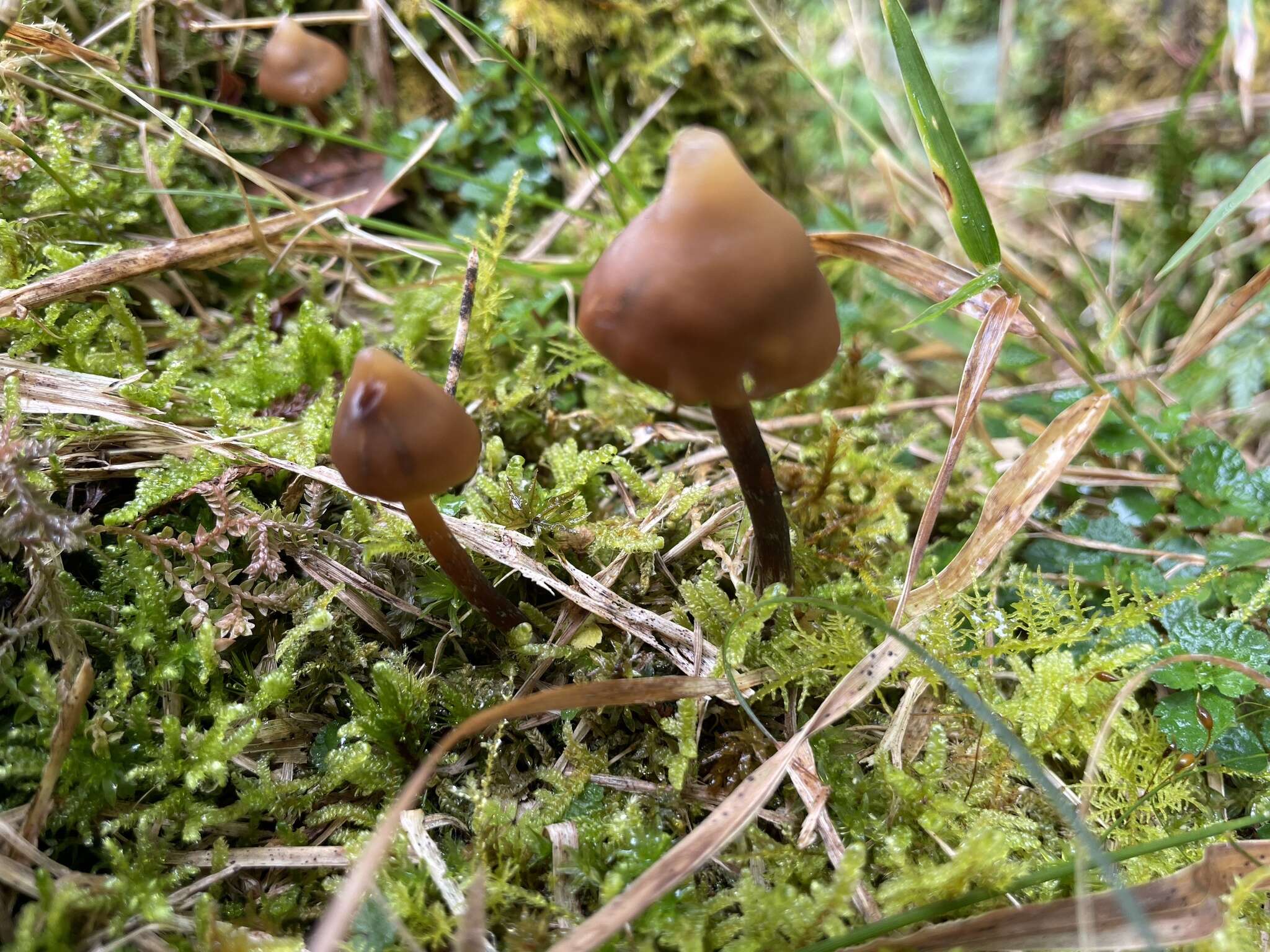 Image of Psilocybe subcaerulipes Hongo 1958