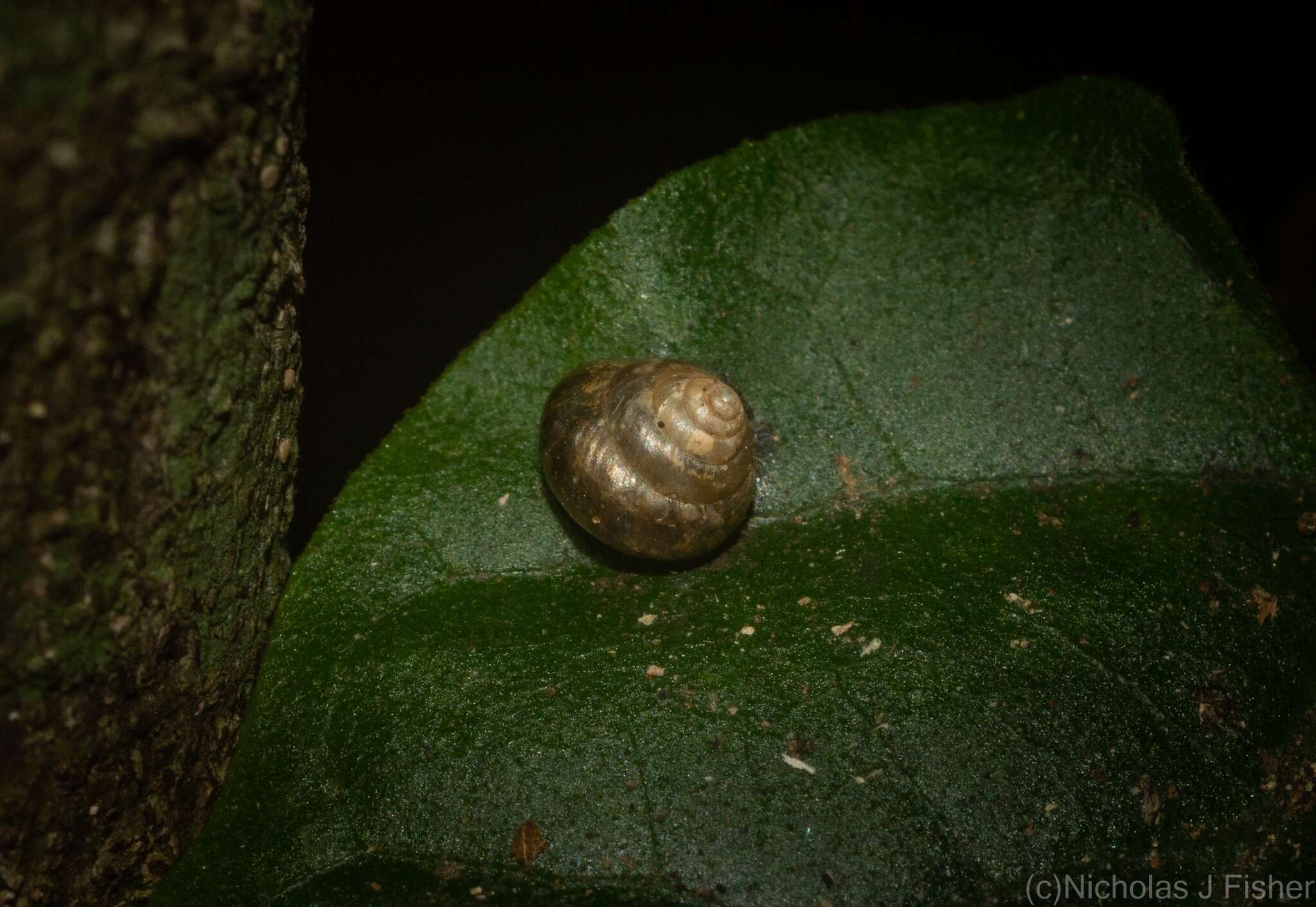 Image of Coneuplecta calculosa (Gould 1852)