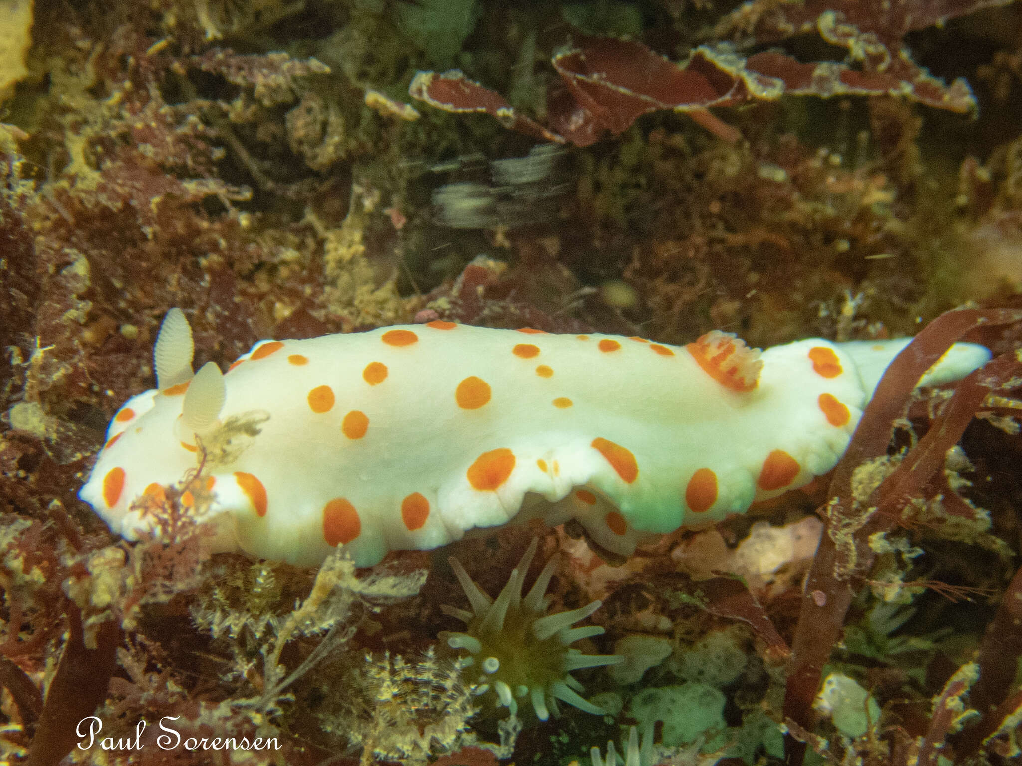 Image of Goniobranchus tasmaniensis (Bergh 1905)