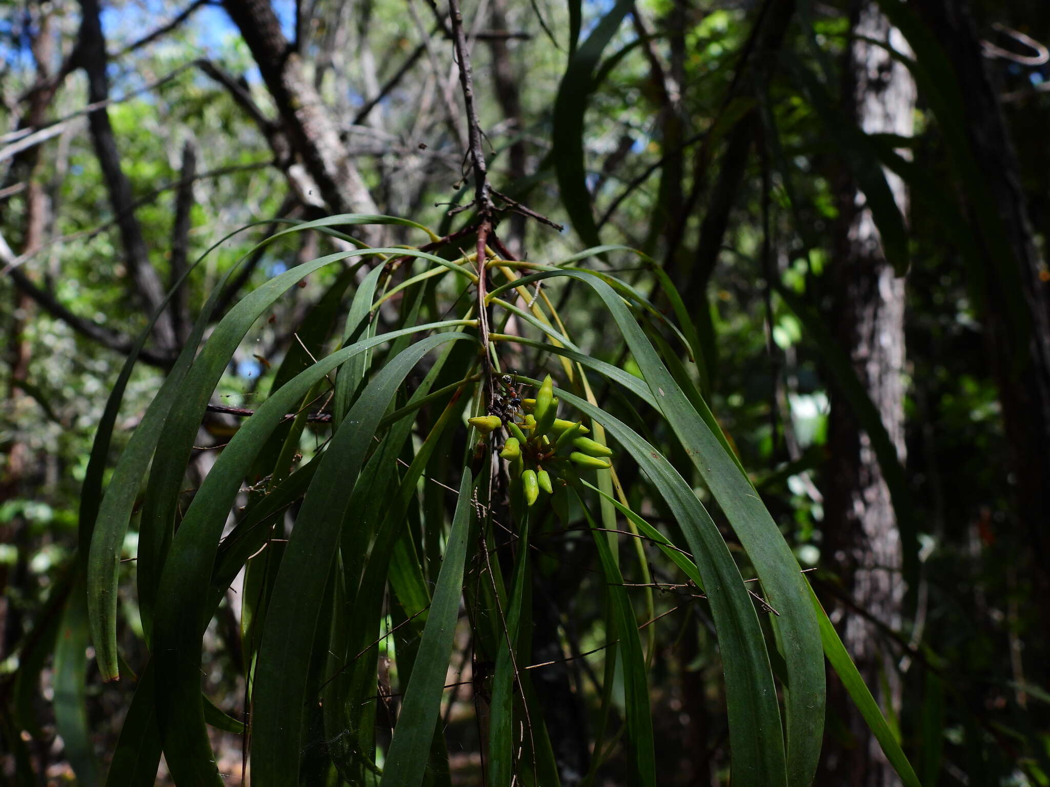 Plancia ëd Persoonia falcata R. Br.