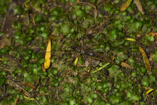 Image of Leptotarsus (Macromastix) zeylandiae (Alexander 1920)