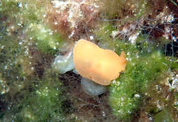 Image of lemon pleurobranch