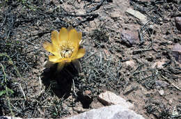 Image de Echinopsis marsoneri Werderm.