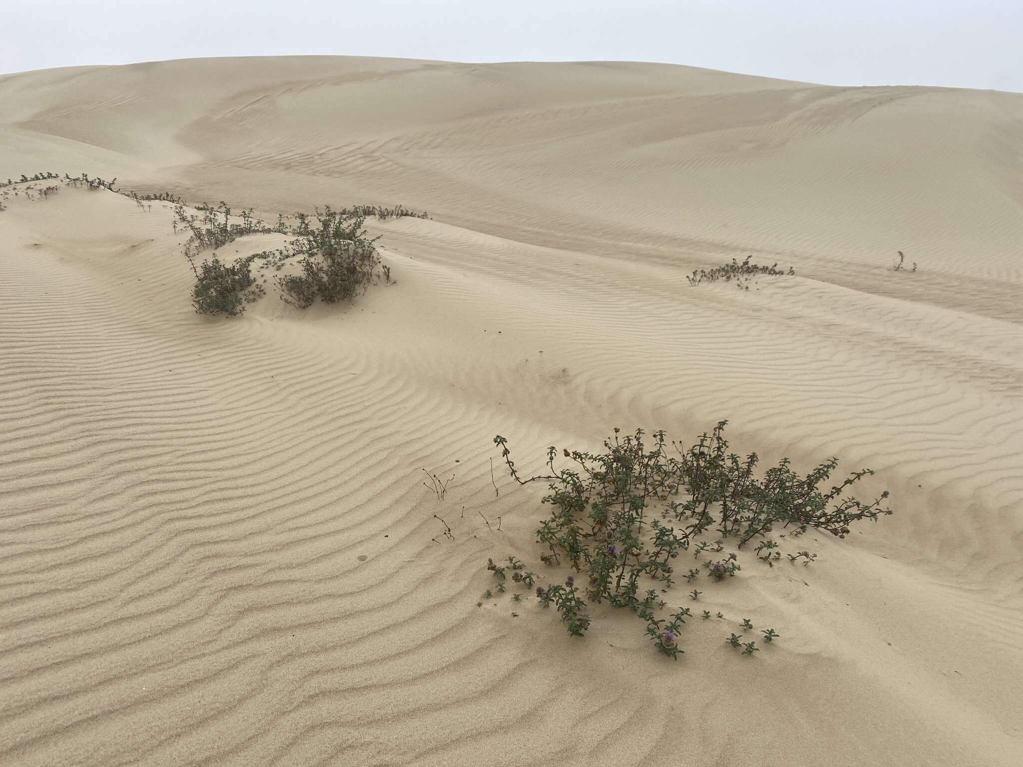 Image of curlyleaf monardella