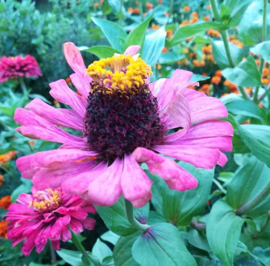 Imagem de Zinnia elegans Jacq.