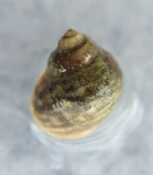 Image of black-lined periwinkle