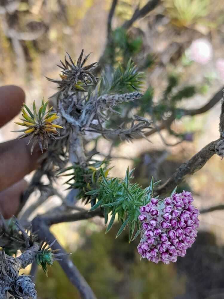 Image of Metalasia muraltiifolia DC.