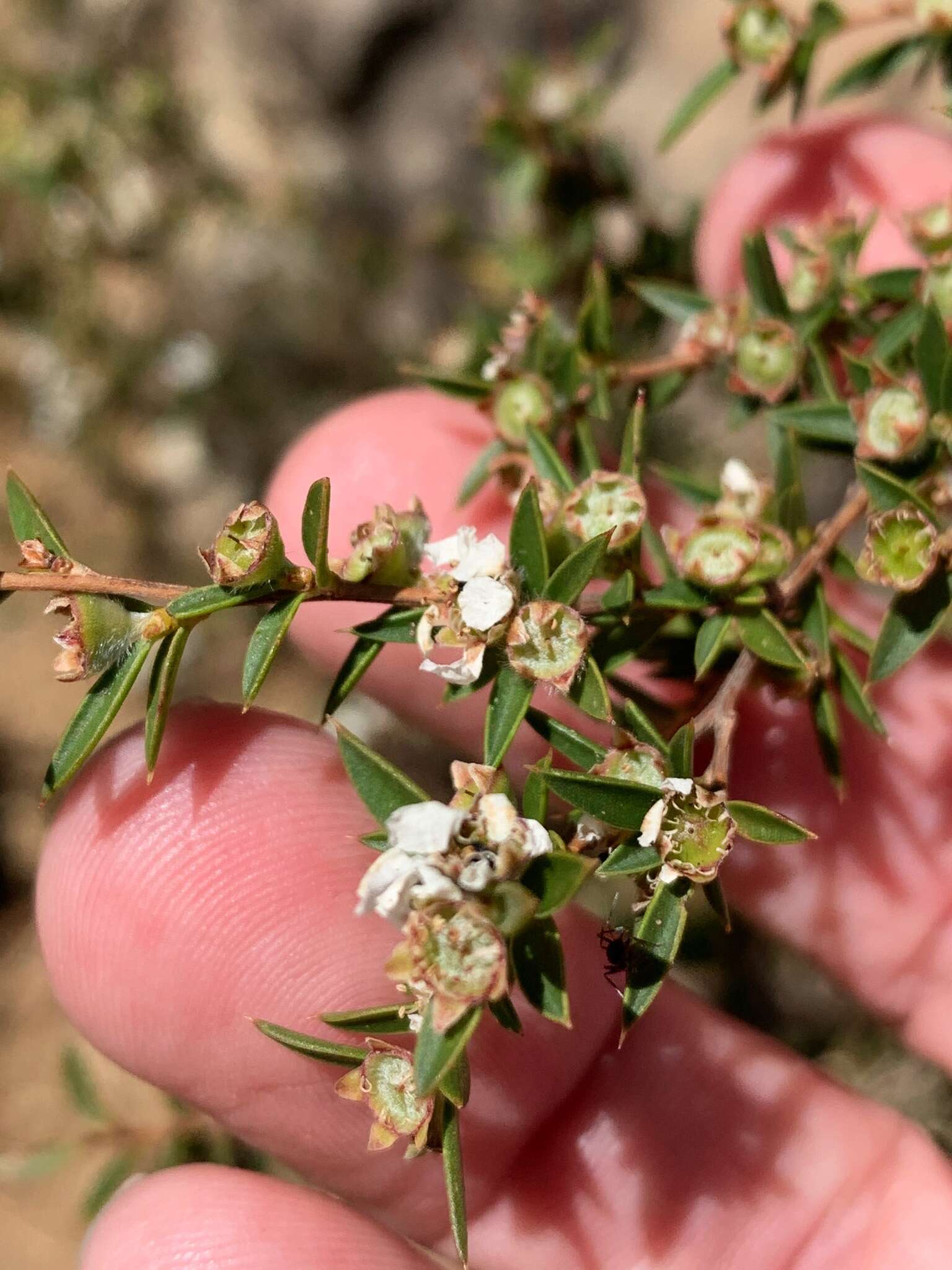 Image de Leptospermum microcarpum Cheel