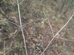 Image of Lonicera praeflorens Batalin