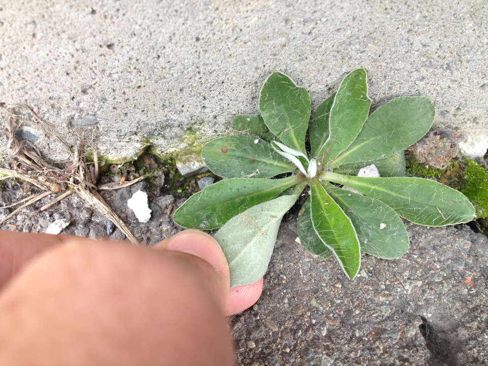 Image of Mouse-ear-hawkweed