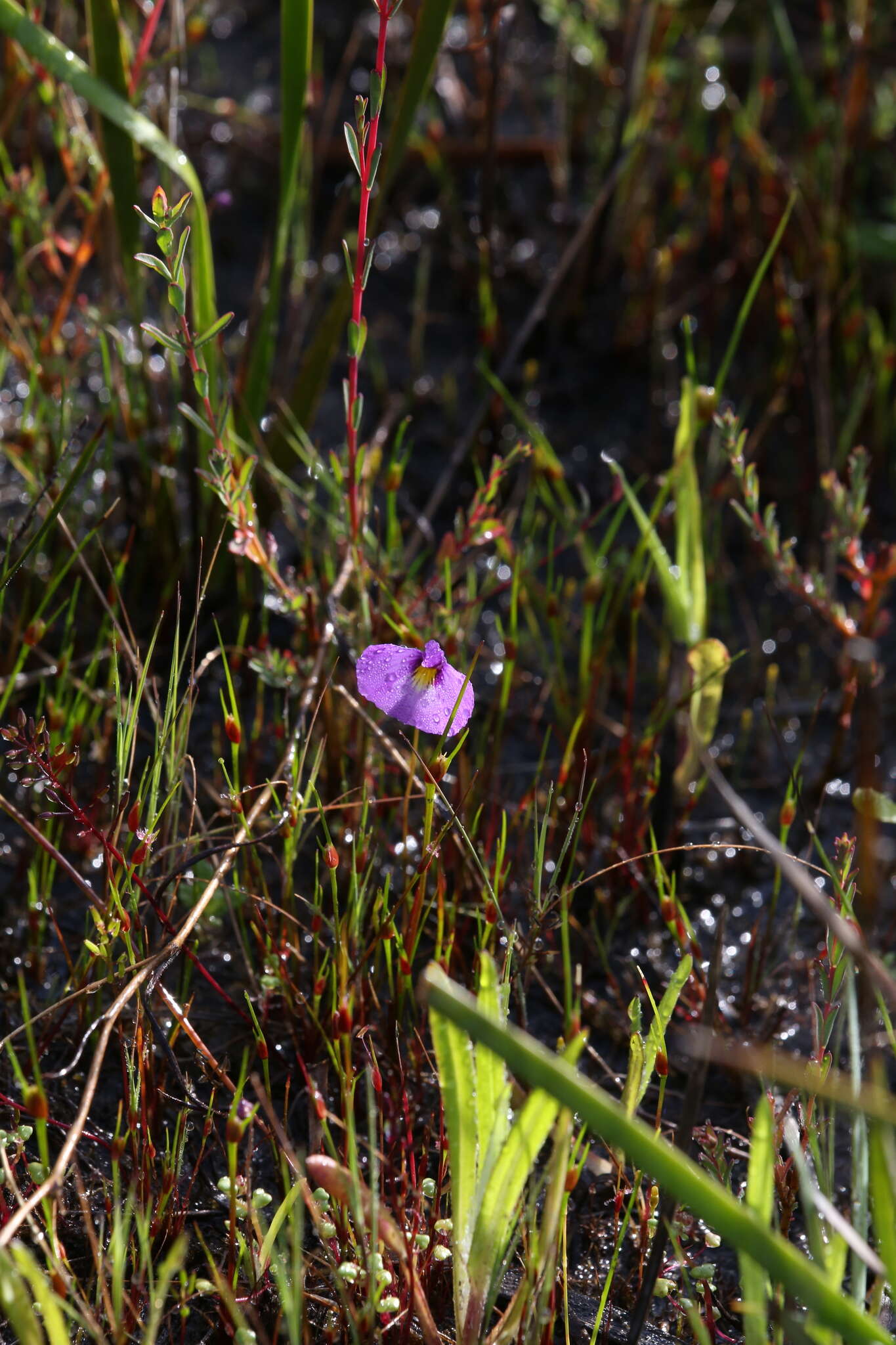 Image of Utricularia petertaylorii Lowrie