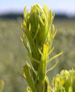 Image of Marsh-Meadow Indian-Paintbrush