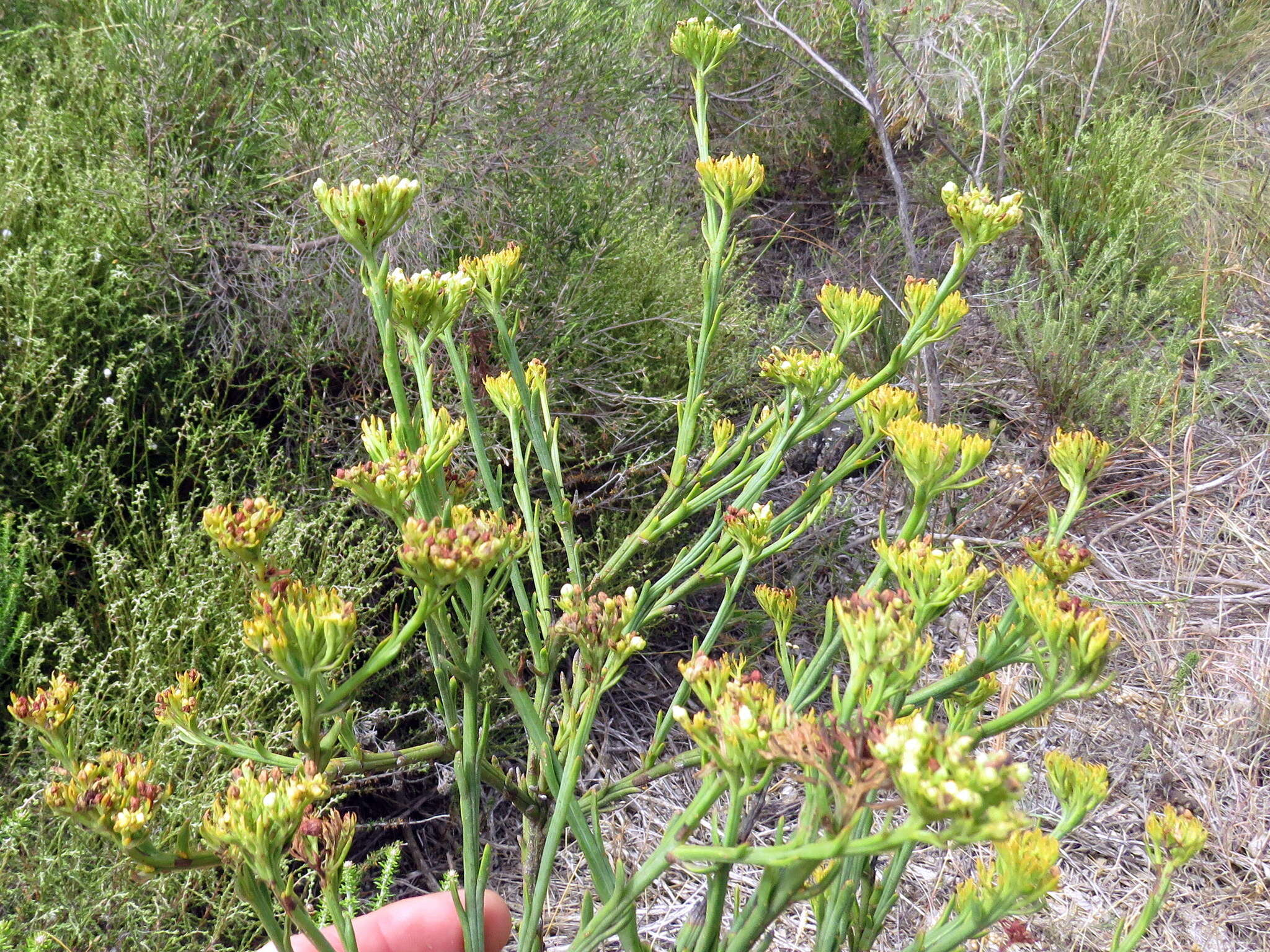 Image of Thesium strictum P. J. Berg.