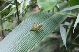 Plancia ëd Staleochlora arcuata iguazuensis Roberts, H. R. & Carbonell 1992