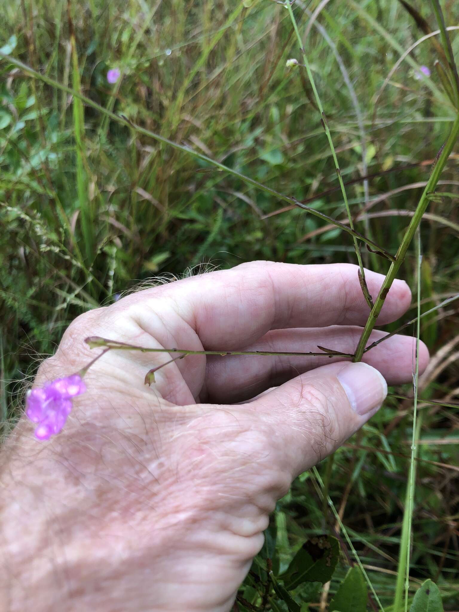 Image of twoline false foxglove