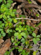 Image of Galium propinquum A. Cunn.