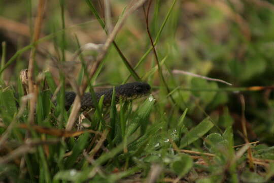 Image of Little Brown Snake