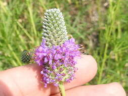 Image of compact prairie clover