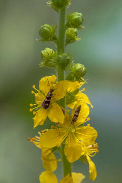 Imagem de Micropterix aglaella Duponchel 1838