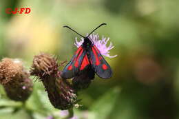 Image of <i>Zygaena romeo</i>