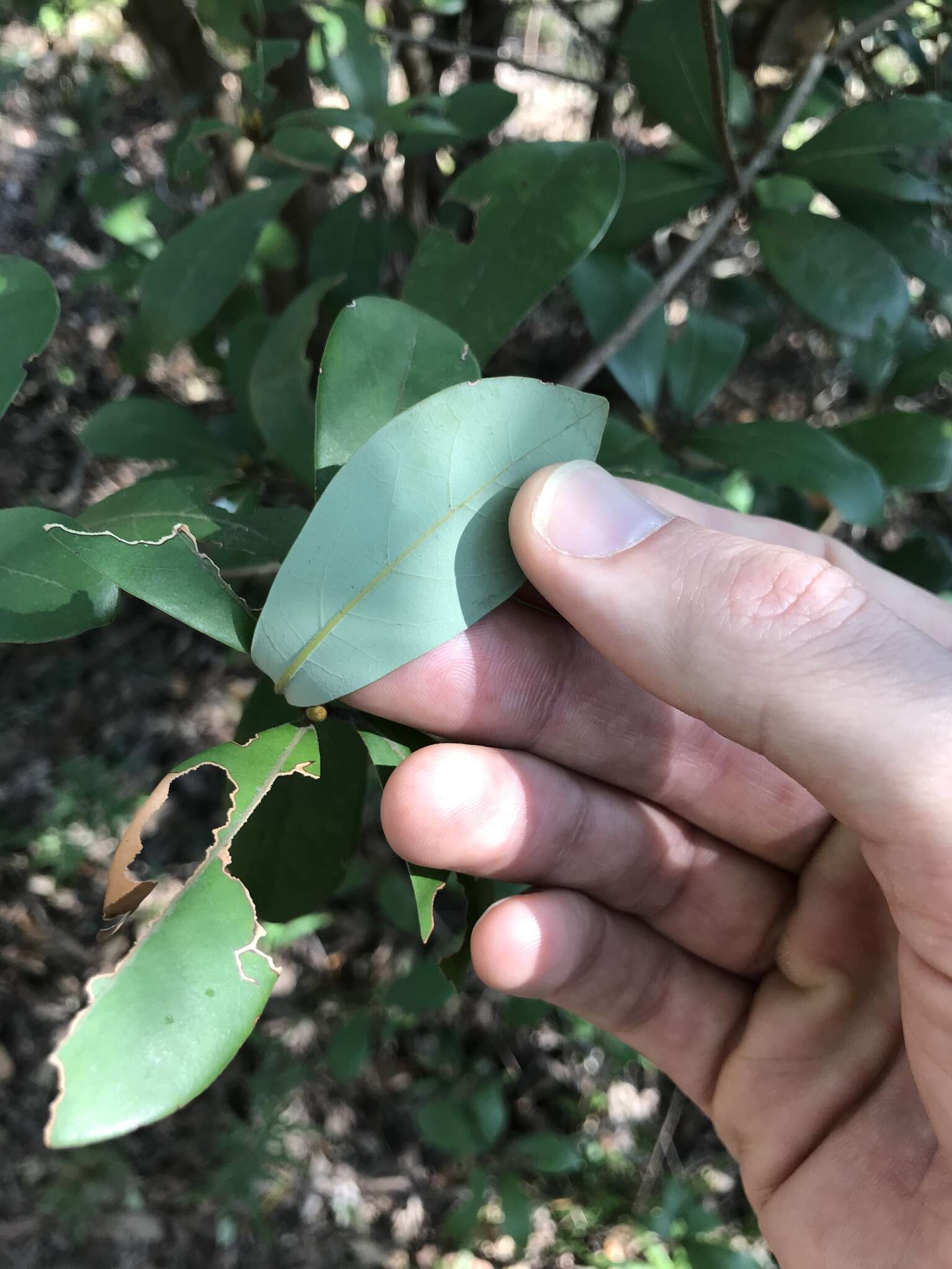 Image of Litsea rotundifolia (Nees) Hemsl.