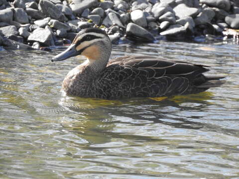 Image of Grey Duck