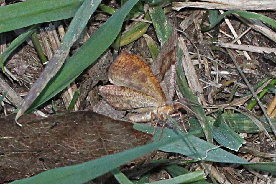 Слика од Plagodis pulveraria Linnaeus 1758