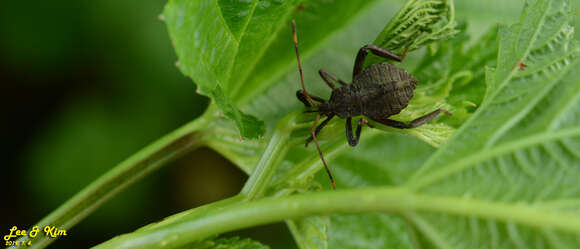 Image of Molipteryx fuliginosa (Uhler 1860)