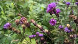 Image de Vernonia glauca (L.) Willd.