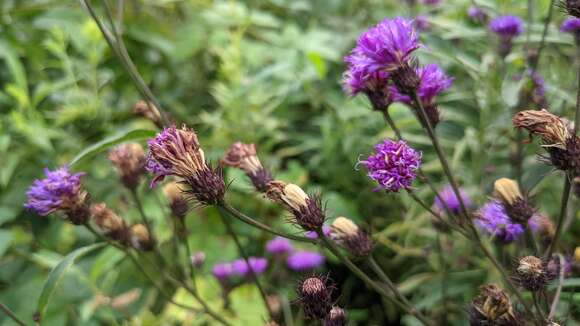 صورة Vernonia glauca (L.) Willd.