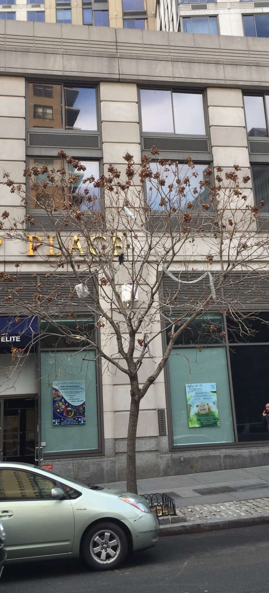 Image of Golden-rain tree