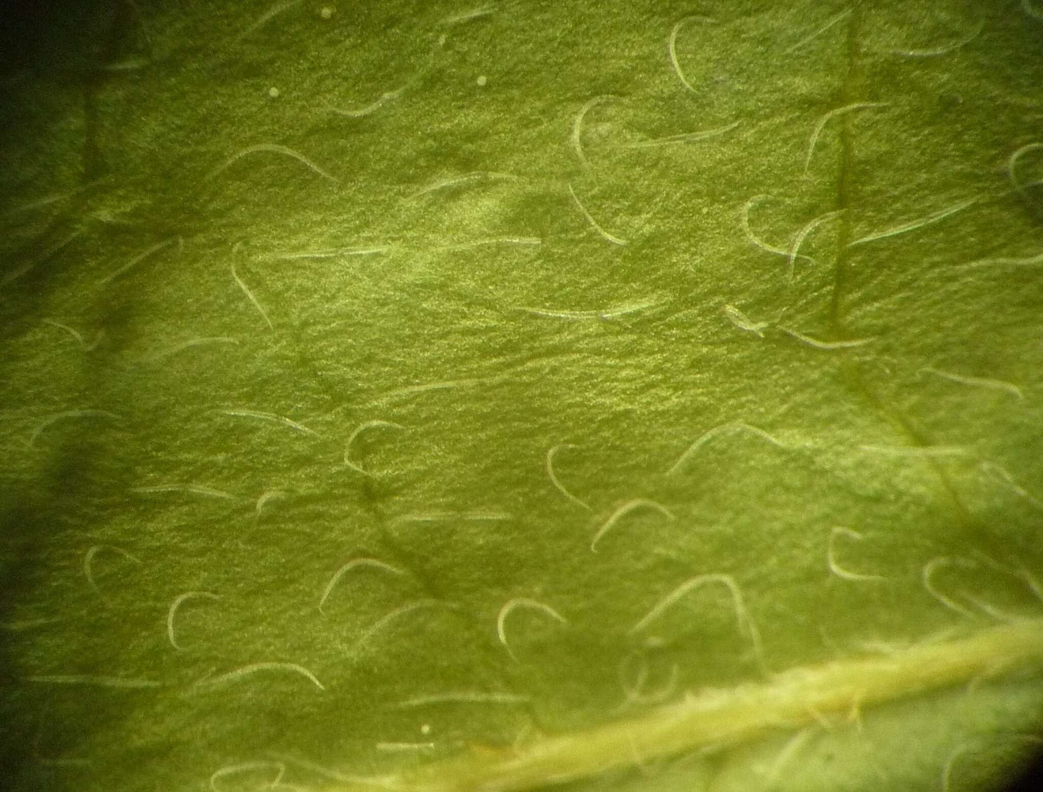 Imagem de Cornus sanguinea subsp. hungarica (Kárpáti) Soó