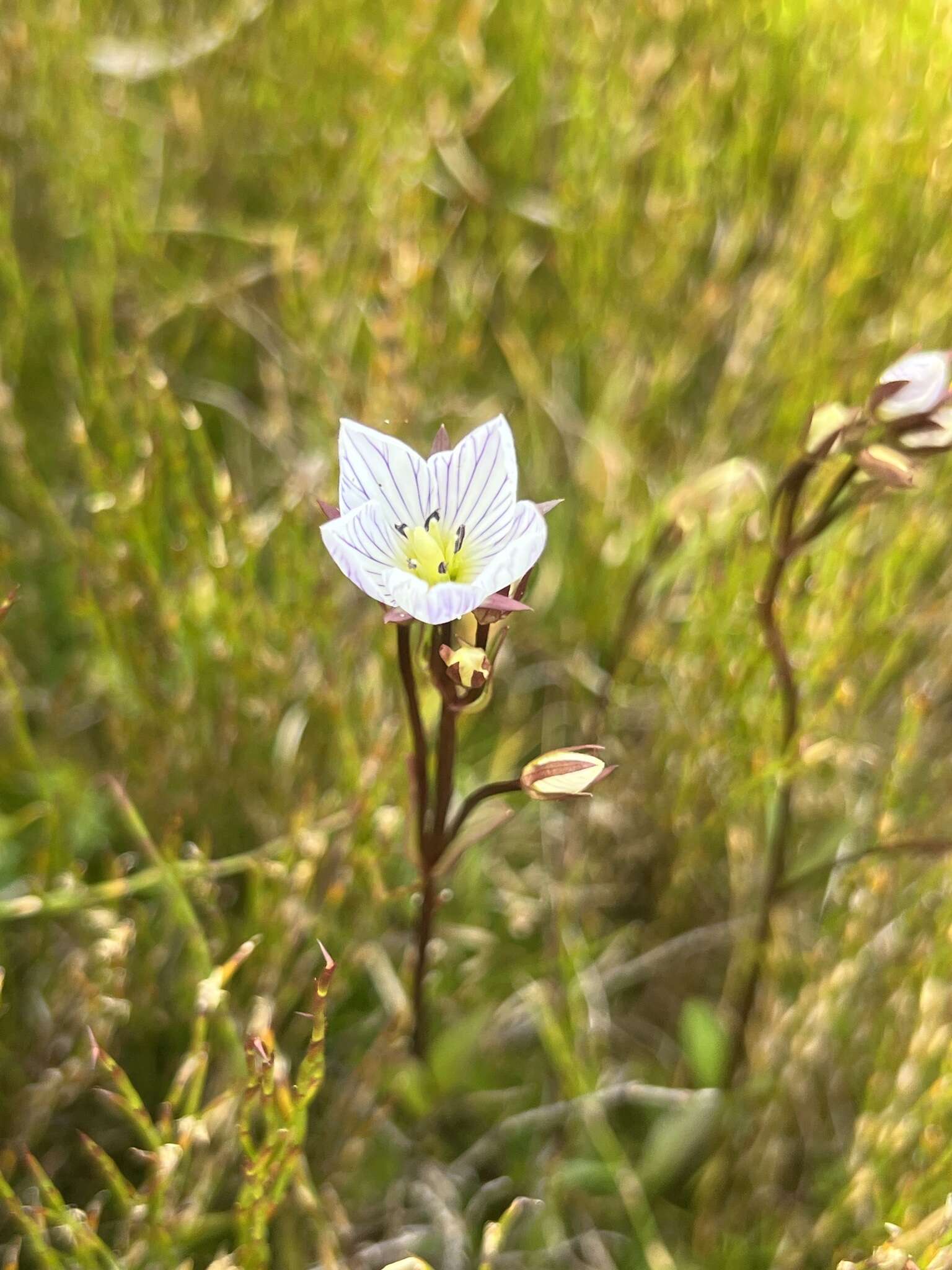 Image of Gentianella bawbawensis (L. G. Adams) Glenny