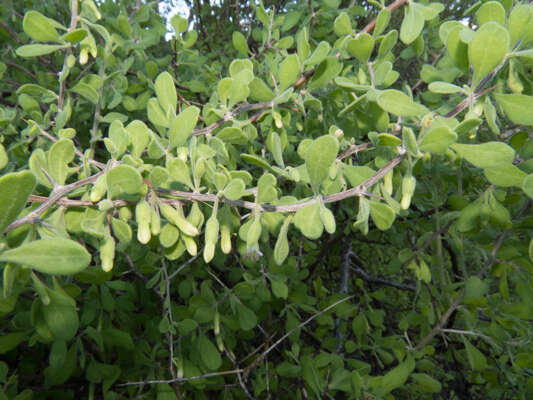 Image of Arizona desert-thorn