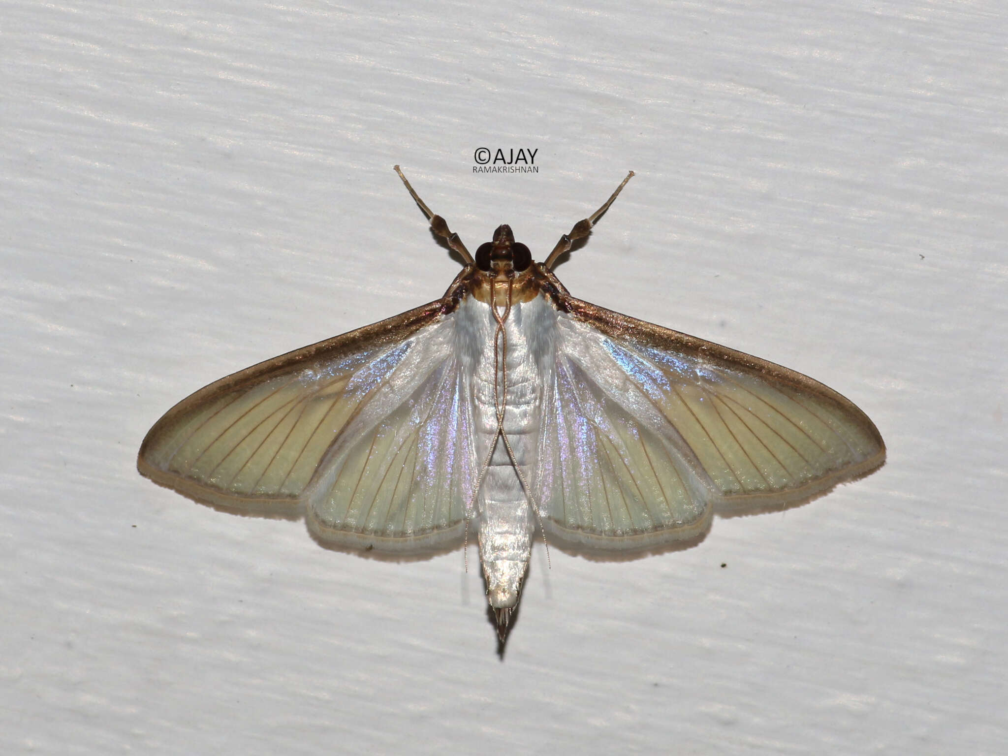 Cydalima laticostalis Guenée 1854 resmi