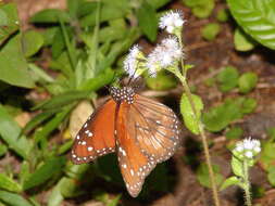 Image of Danaus (Anosia) eresimus subsp. tethys Forbes 1943