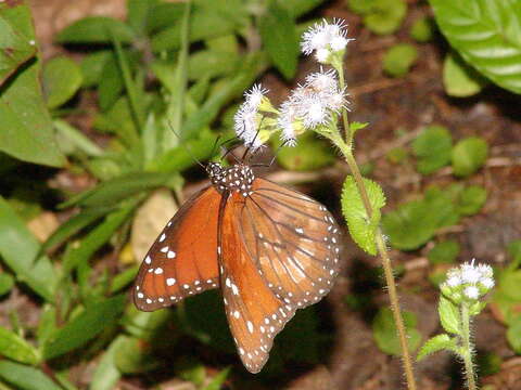 Image of Danaus (Anosia) eresimus subsp. tethys Forbes 1943