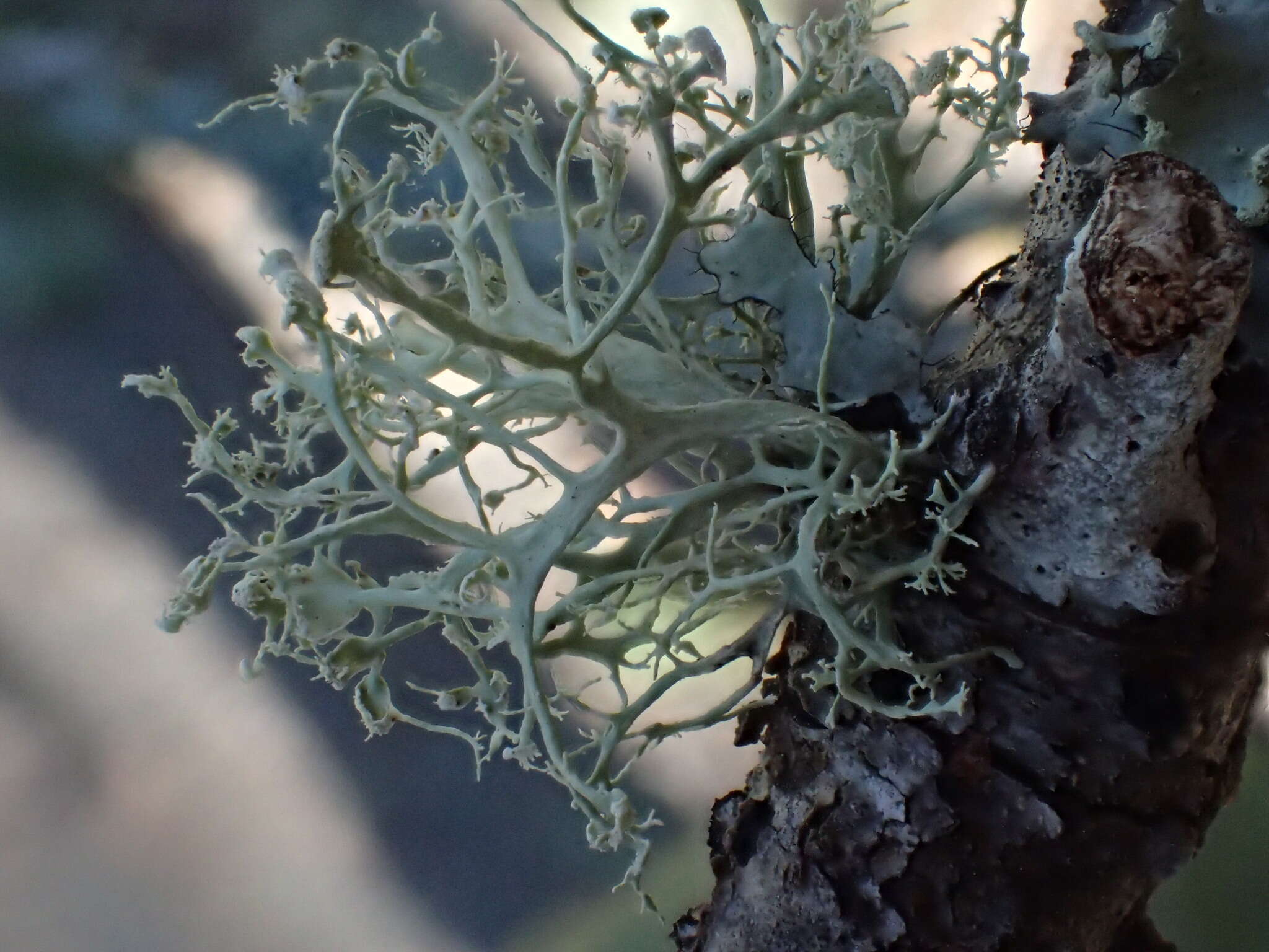 Imagem de Ramalina pollinaria (Westr.) Ach.