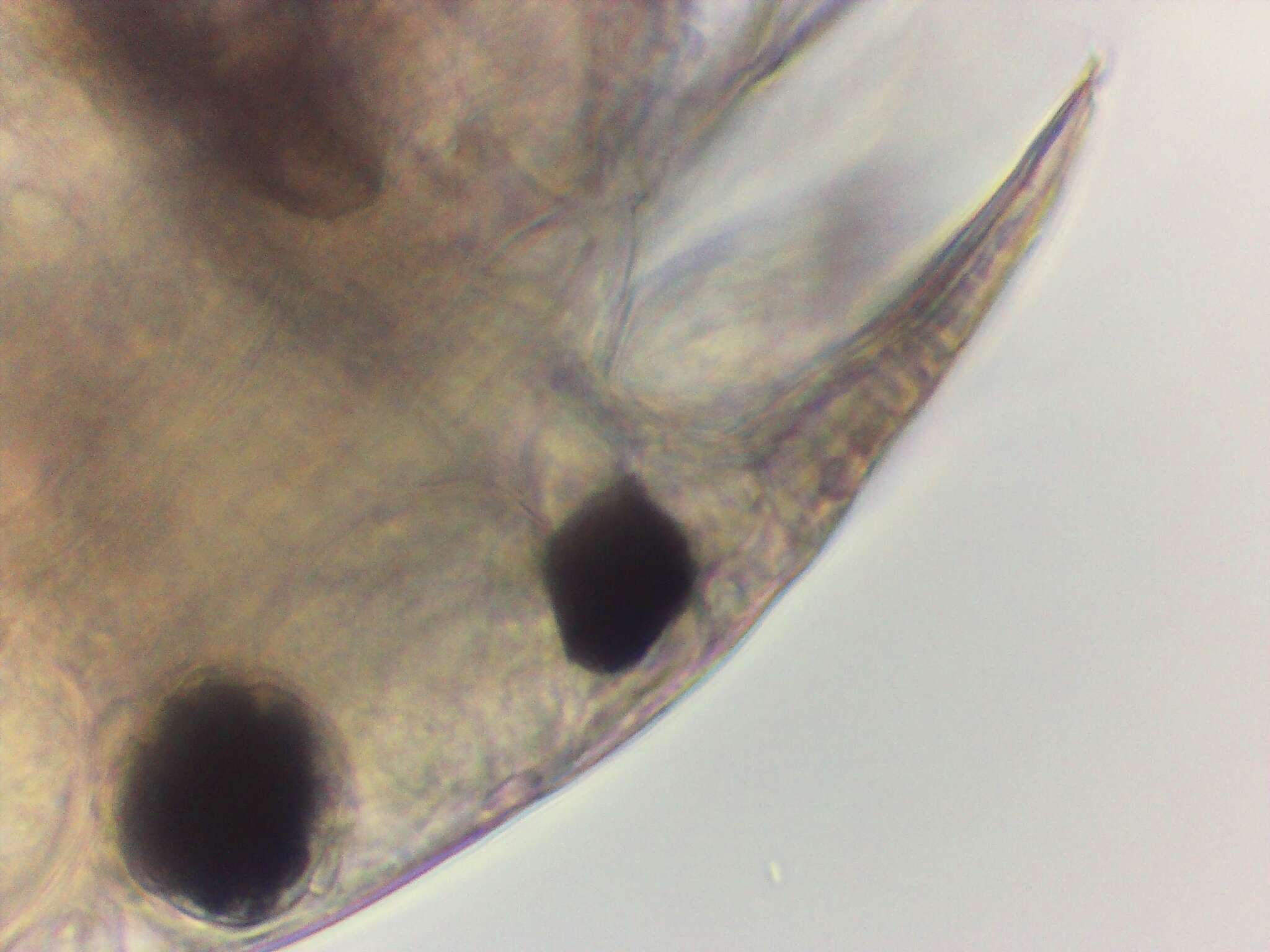 Image of Water flea