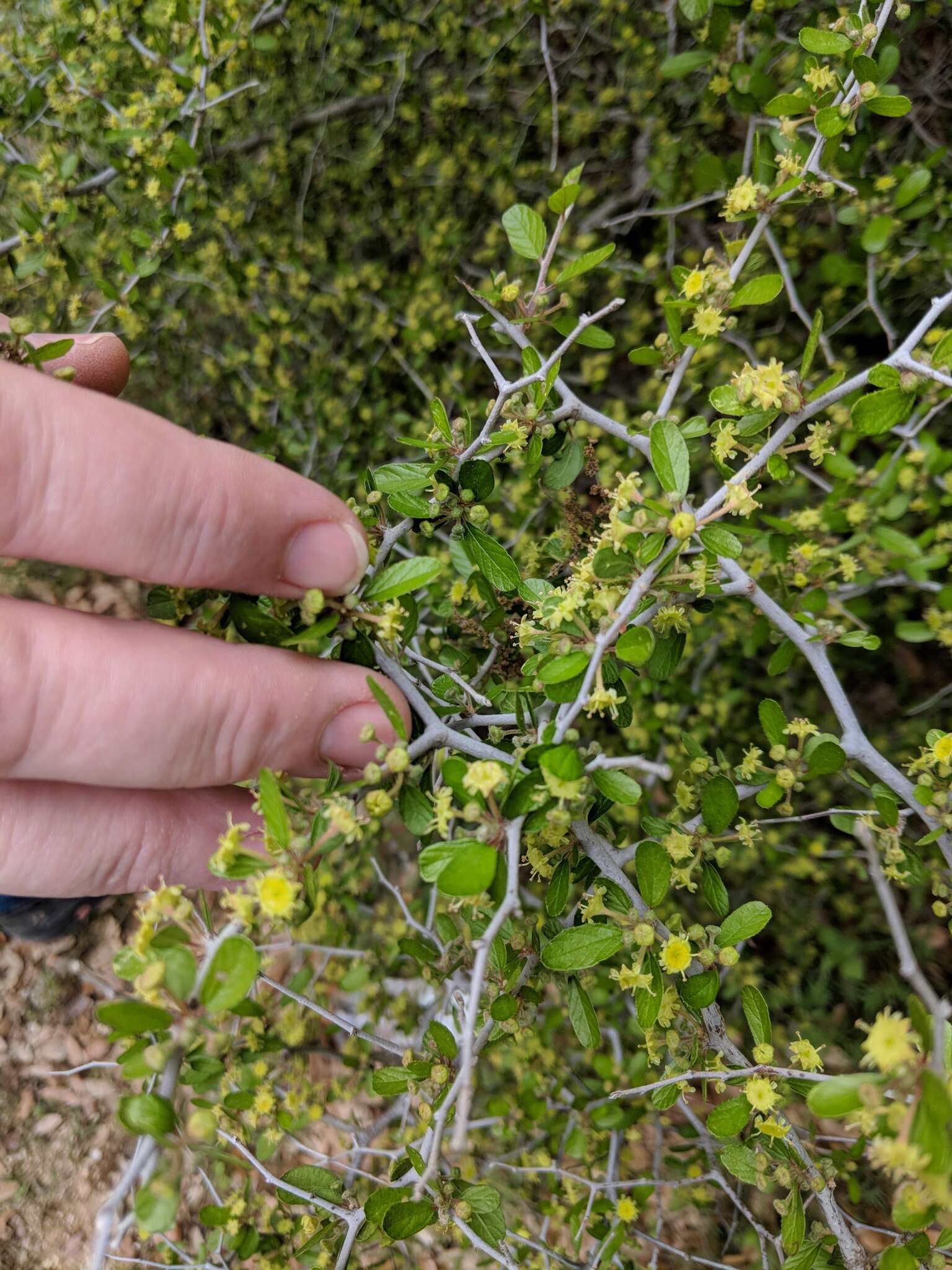 Image of Texan hogplum