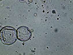 Image of Cystolepiota seminuda (Lasch) Bon 1976