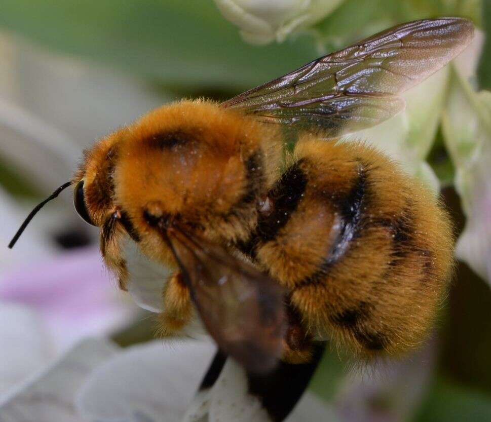 Xylocopa rufipes Smith 1852 resmi